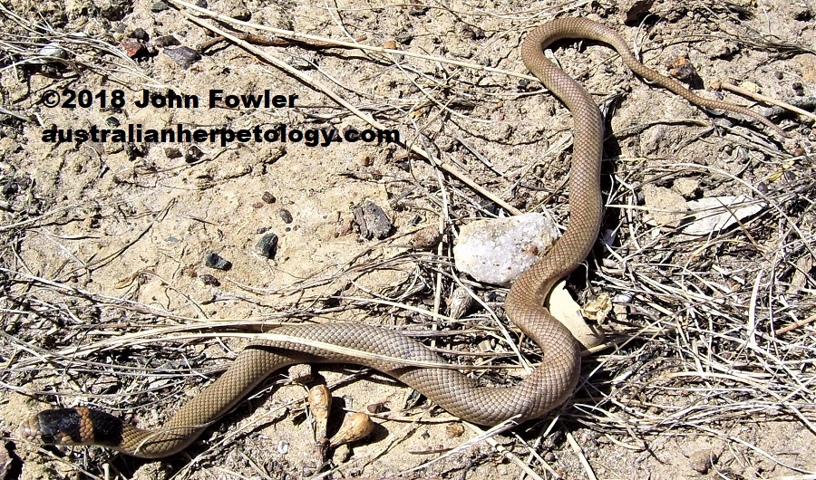 Eastern Brown Snake Pseudonaja textilis